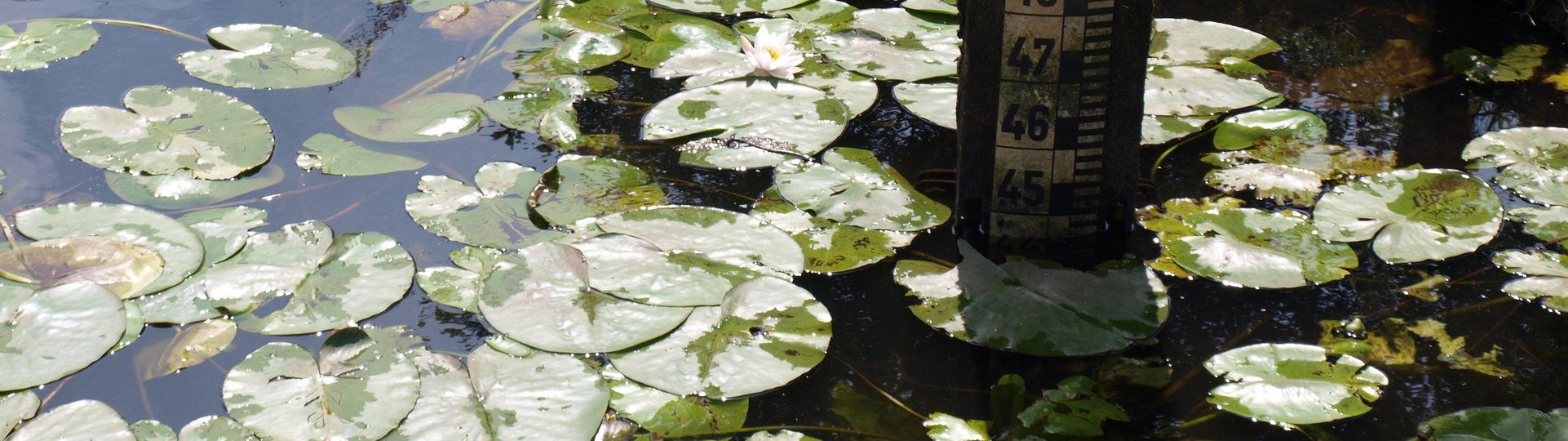 Wasserstandsanzeige in Seerosen