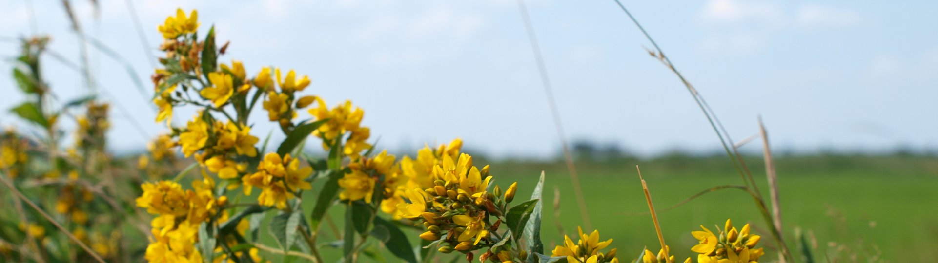 Gelbe Blüten am Wegesrand