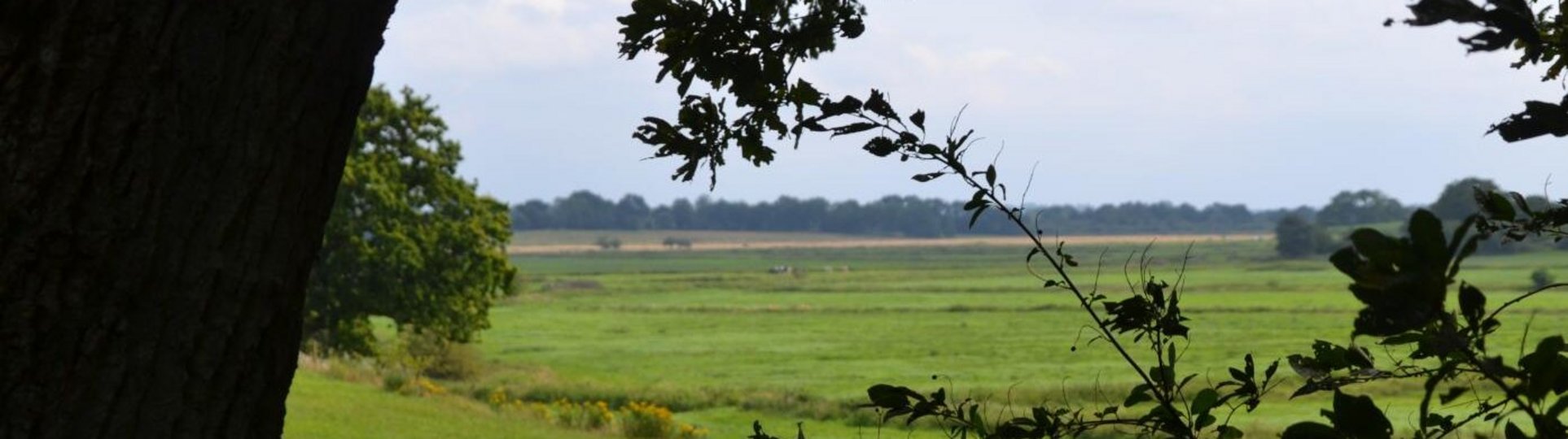 Wiese soweit das Auge reicht
