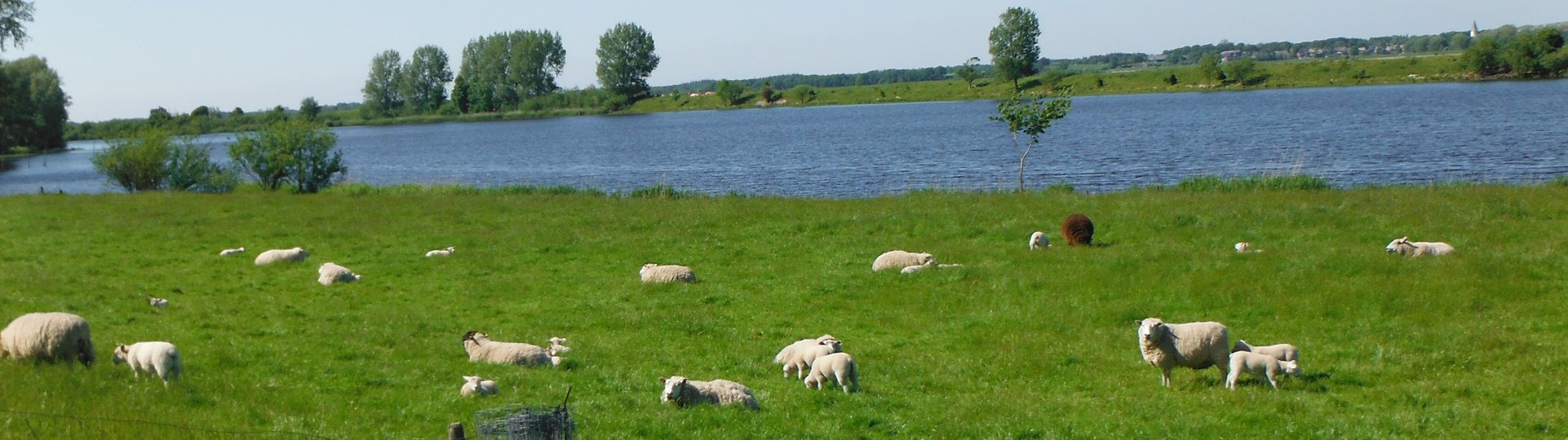 Schafe weiden auf einer Wiese am Fluss