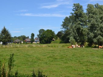 Wiese mit Kühen auf der rechten Seite und Häusern im Hintergrund