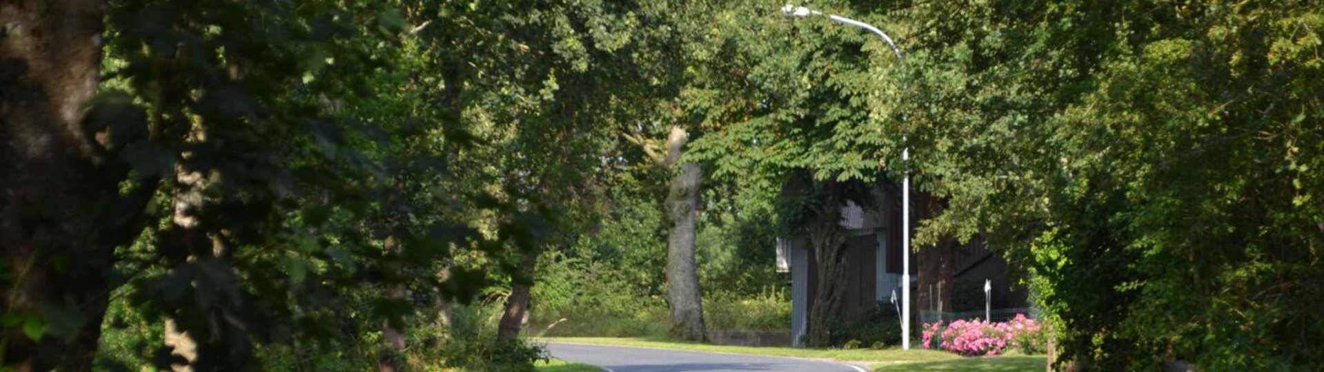 schöne bewachsene Straße