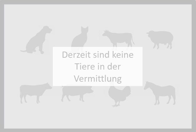 Derzeit sind keine Tiere in der Vermittlung
